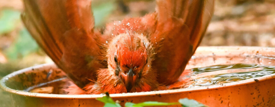 A fledgling northern cardinal eases into the water to take a bath.