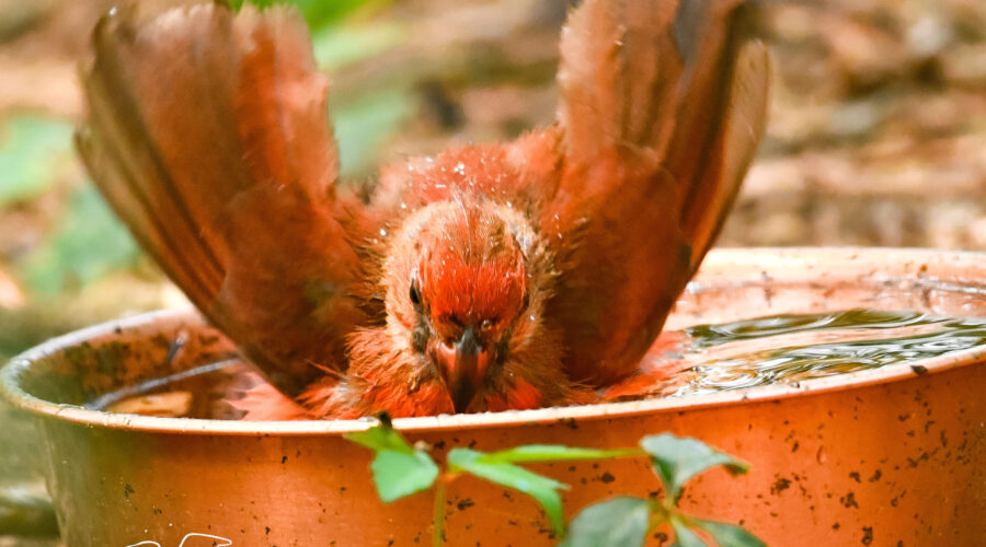 A fledgling northern cardinal eases into the water to take a bath.