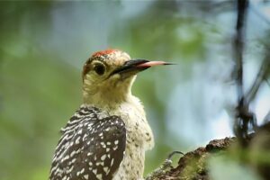 A red bellied woodpecker extends its sensitive tongue.