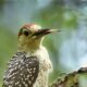 Woodpeckers Have Strong and Really Sensitive Tongues