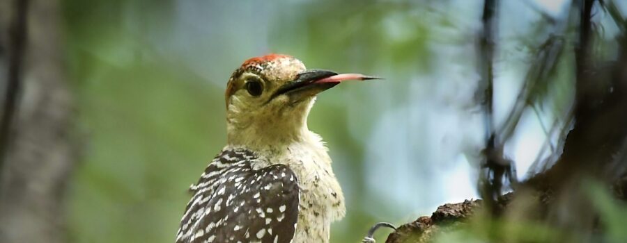 A red bellied woodpecker extends its sensitive tongue.