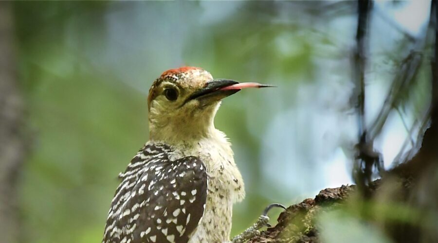 A red bellied woodpecker extends its sensitive tongue.
