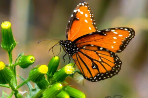 A queen butterfly, a close relative to the monarch, looks as though it might be dancing as it sips nectar from a bunch of flowers.