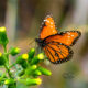 The Florida Barge Canal is a Great Place to Find Beautiful Queen Butterflies
