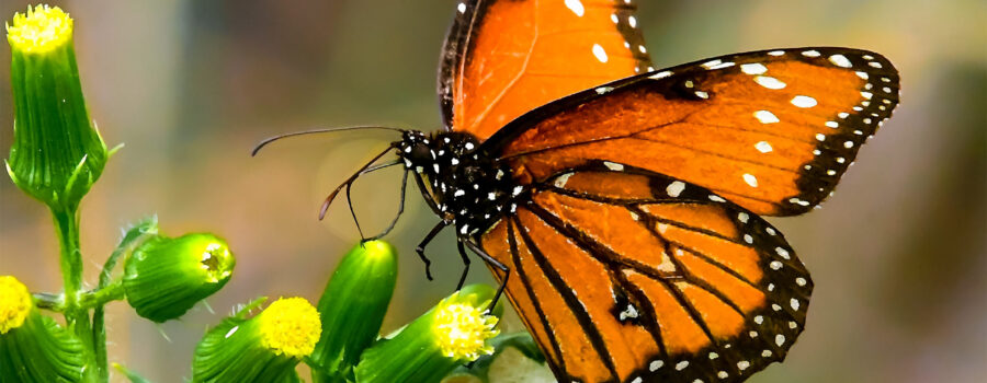 A queen butterfly, a close relative to the monarch, looks as though it might be dancing as it sips nectar from a bunch of flowers.