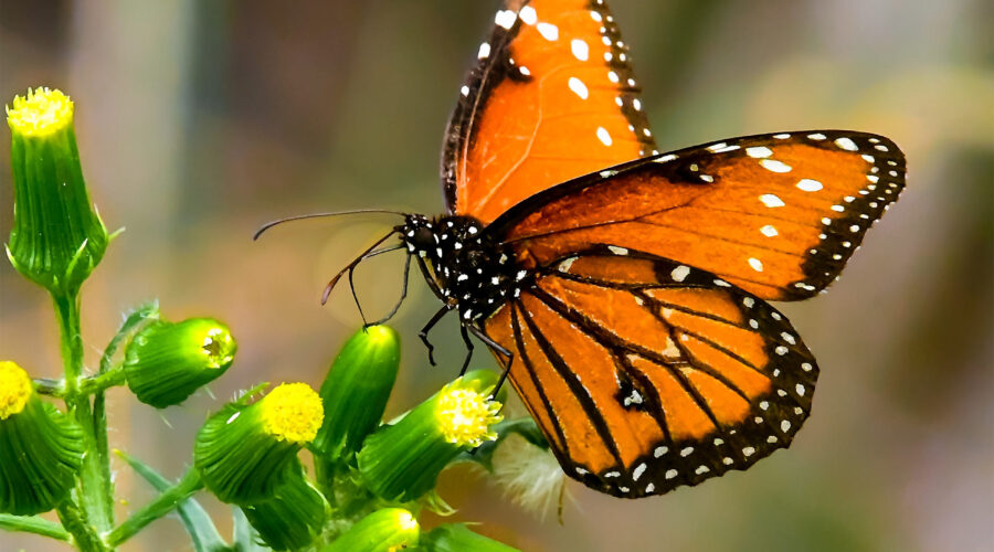 A queen butterfly, a close relative to the monarch, looks as though it might be dancing as it sips nectar from a bunch of flowers.