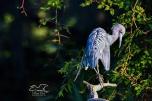 A little blue heron dozes off in the warmth of the last evening sunlight.