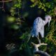 Little Blue Herons are Beautiful Wading Birds