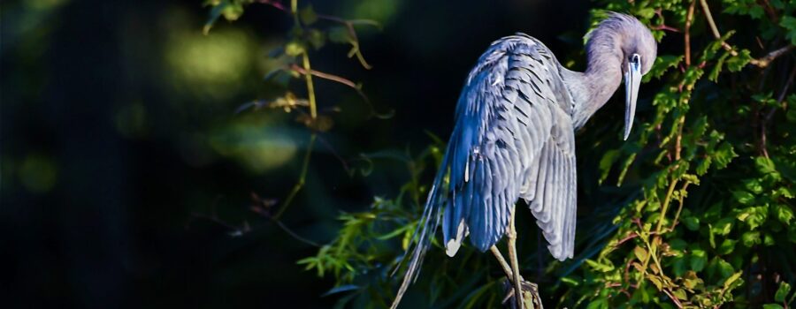 A little blue heron dozes off in the warmth of the last evening sunlight.