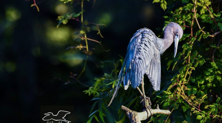 A little blue heron dozes off in the warmth of the last evening sunlight.