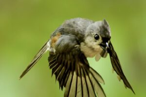A tufted titmouse flies directly at the viewer.