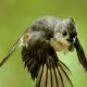 Adorable Little Tufted Titmice are Very Active Now