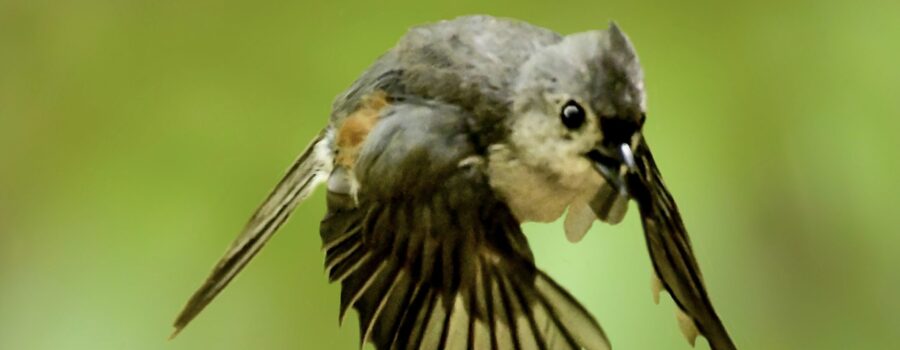 A tufted titmouse flies directly at the viewer.