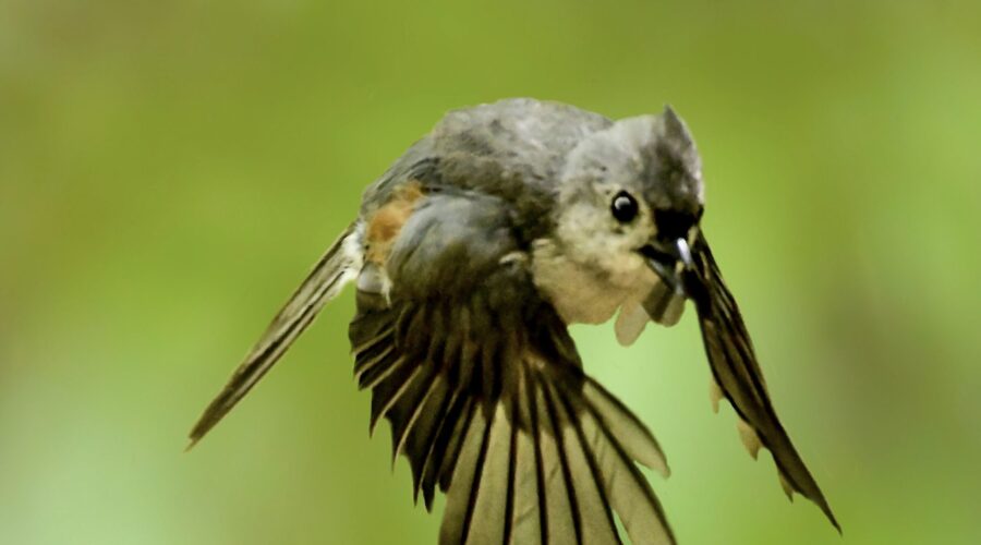 A tufted titmouse flies directly at the viewer.