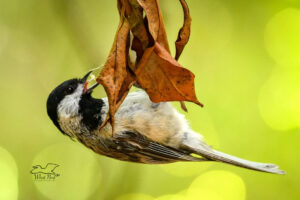 Having pulled a small insect out from a bunch of webbing, a Carolina chickadee prepares to swallow it.