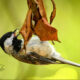 Cute Carolina Chickadees Love Seeds and Insects