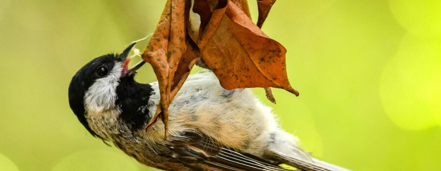 Having pulled a small insect out from a bunch of webbing, a Carolina chickadee prepares to swallow it.