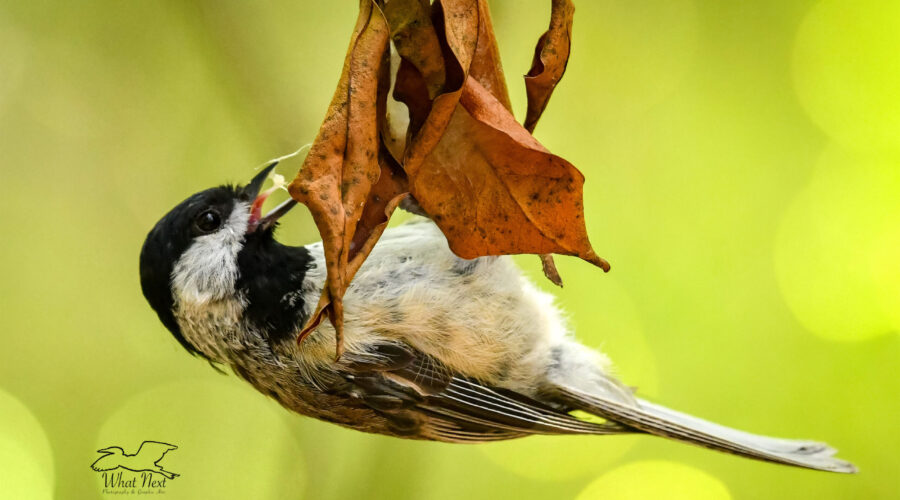 Having pulled a small insect out from a bunch of webbing, a Carolina chickadee prepares to swallow it.