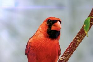 A male cardinal in his prime is one of the most handsome birds in eastern North America.