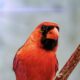 A Male Cardinal in His Prime is a Really Beautiful Bird