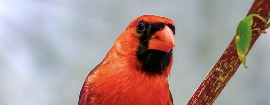 A male cardinal in his prime is one of the most handsome birds in eastern North America.