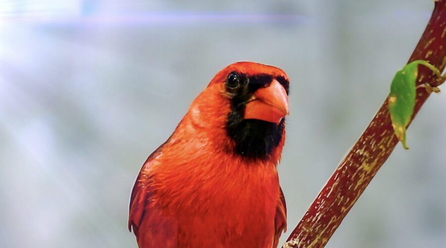 A male cardinal in his prime is one of the most handsome birds in eastern North America.