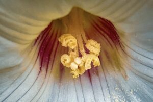 A macro photo of the center of an Alamo vine flower shows off its beauty and perfection.