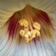 Macro Photographs Help to Show Beautiful Details of flowers