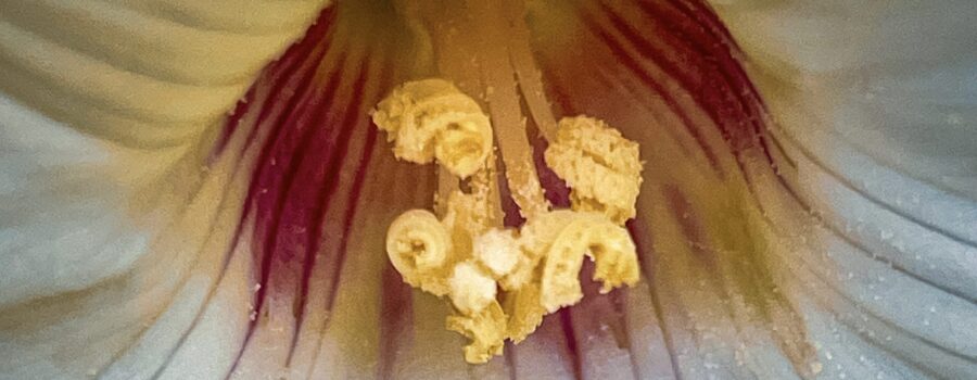 A macro photo of the center of an Alamo vine flower shows off its beauty and perfection.