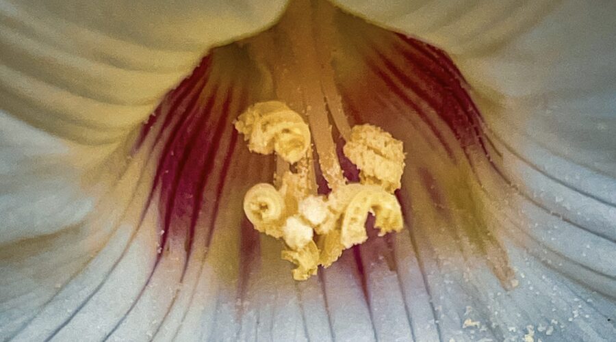 A macro photo of the center of an Alamo vine flower shows off its beauty and perfection.