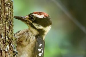 A male downy woodpecker knocks at a tree’s bark in hopes of finding insects under it.
