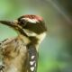 Male Downy Woodpeckers Have a Colorful Red Spot