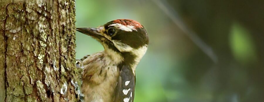 A male downy woodpecker knocks at a tree’s bark in hopes of finding insects under it.