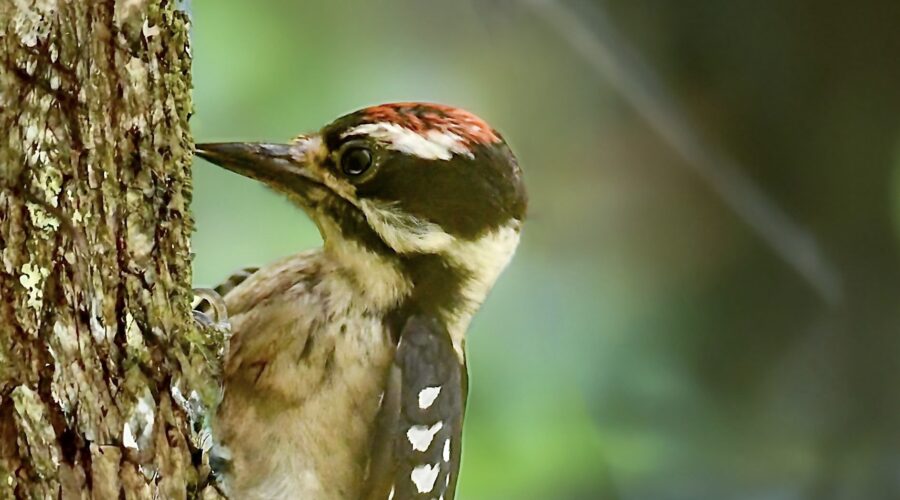 A male downy woodpecker knocks at a tree’s bark in hopes of finding insects under it.