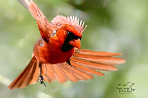 A male cardinal flies across a green space.