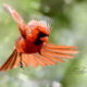 Beautiful Poppa Cardinal Has Been Very Busy Lately