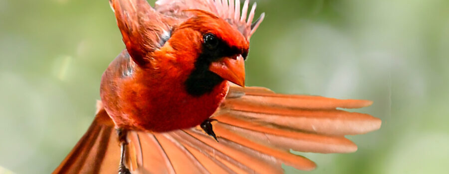 A male cardinal flies across a green space.