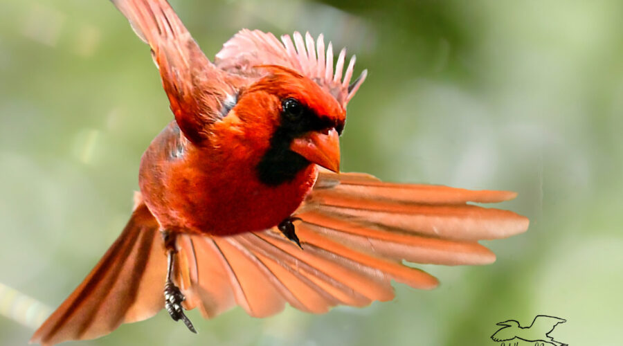 A male cardinal flies across a green space.