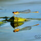 Lily Pad Forktails are Beautiful Little Damselflies