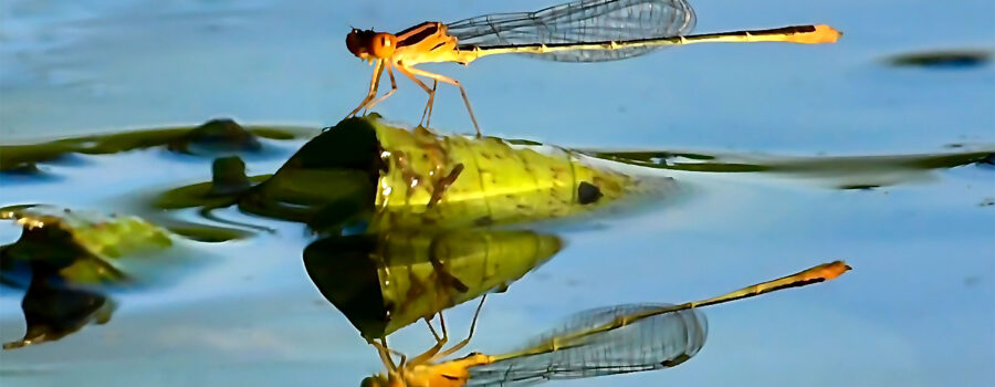 A brilliant yellow female lily pad forktail takes a short rest on a piece of floating plant matter.