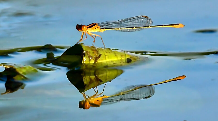 A brilliant yellow female lily pad forktail takes a short rest on a piece of floating plant matter.