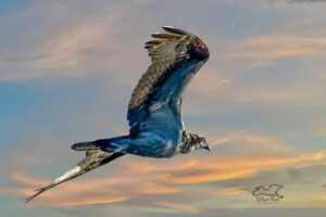 An osprey flies with a determined manner towards its nest at the end of the day.