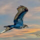 Osprey are Very Strong Fliers