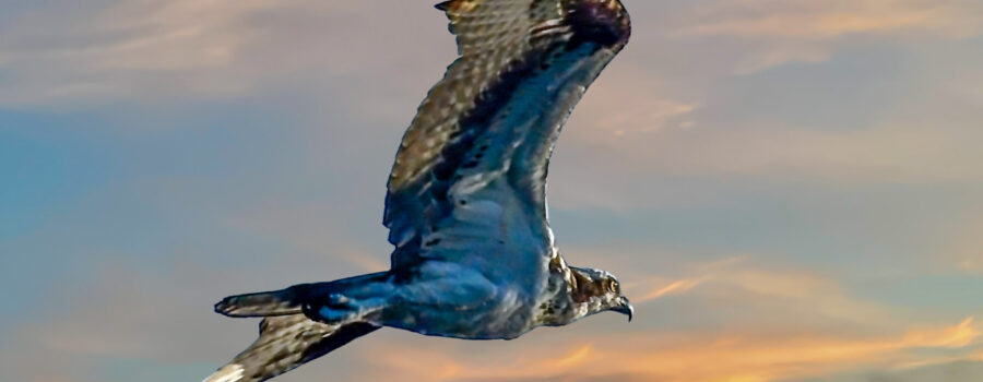 An osprey flies with a determined manner towards its nest at the end of the day.