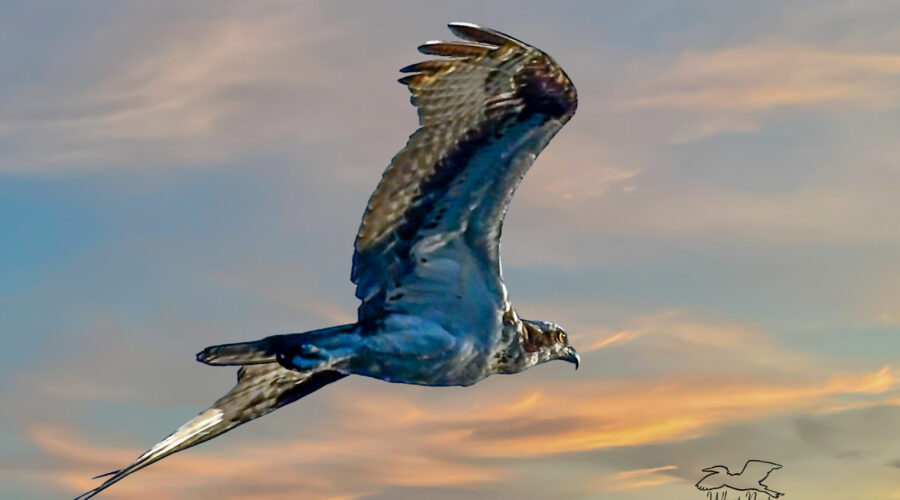 An osprey flies with a determined manner towards its nest at the end of the day.