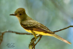 A great crested flycatcher sits patiently as it waits for an insect to fly by.