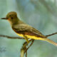 Great Crested Flycatchers are Extremely Patient Hunters