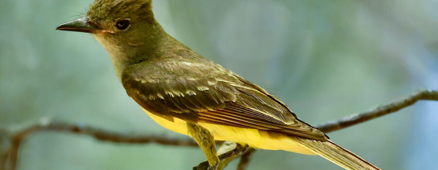 A great crested flycatcher sits patiently as it waits for an insect to fly by.
