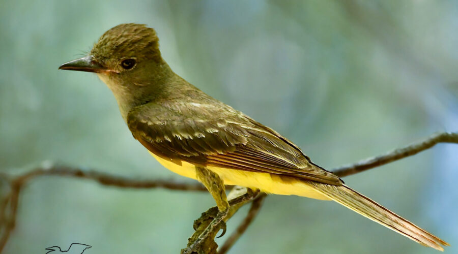 A great crested flycatcher sits patiently as it waits for an insect to fly by.