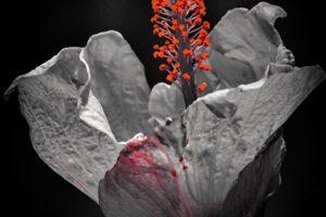 A stunning pink hibiscus flower that is only partially open has been artistically processed with only a bit of color.